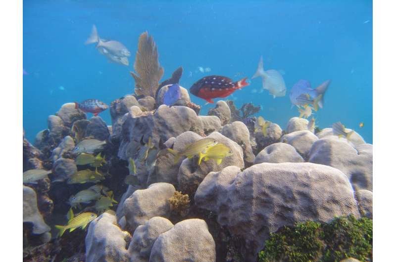 Coral microbiome is key to surviving climate change, new study finds