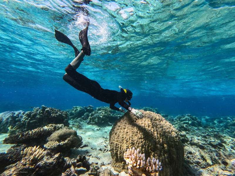 Coral parents selected in hope of producing heat-tolerant babies