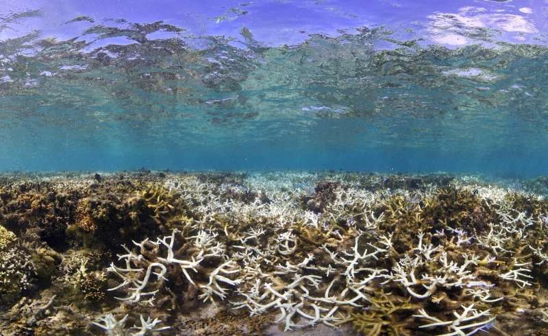 Coral reefs cover less than one percent of the ocean floor but support a quarter of all marine species