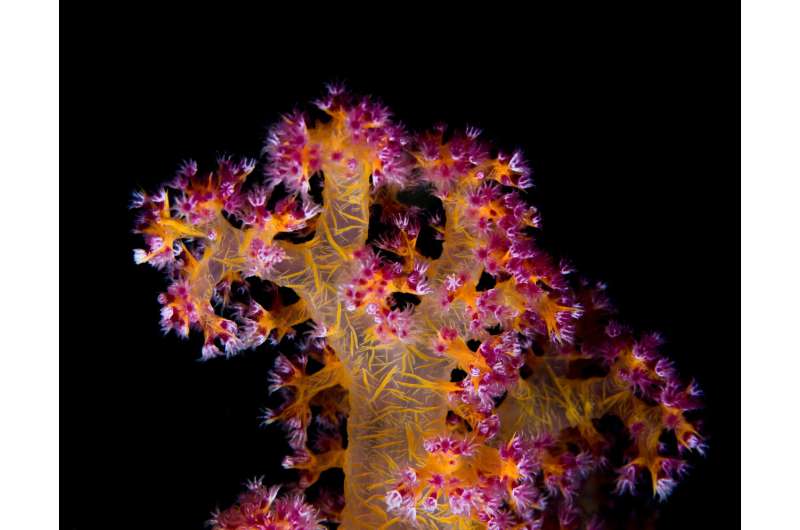 Corals survive the heat with bacterial help