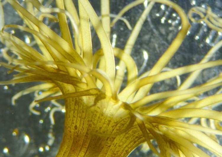 Corals that &quot;spit&quot; algae