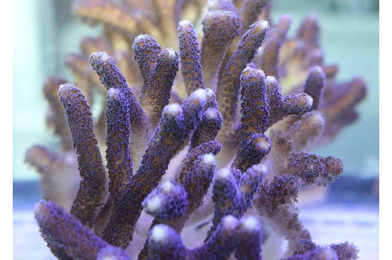 Corals carefully organize proteins to form rock-hard skeletons