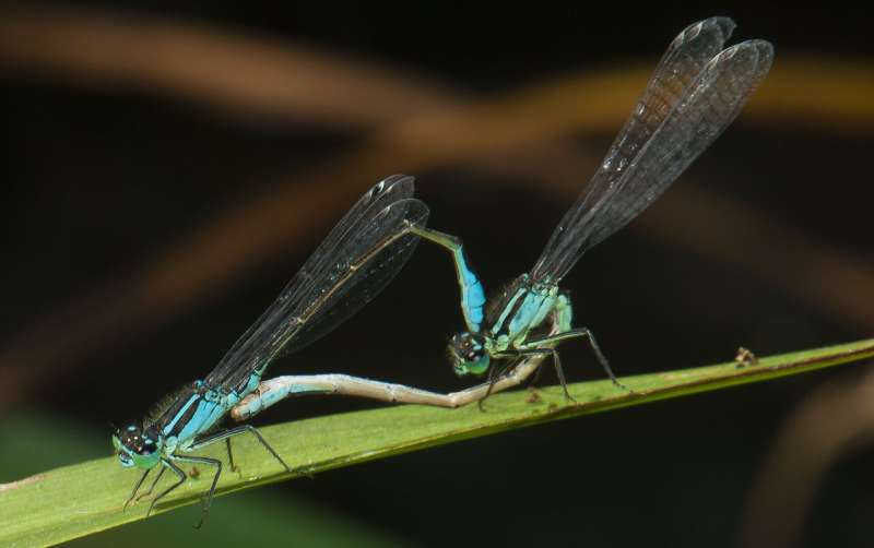 Could one bacterium put damselflies in distress? 