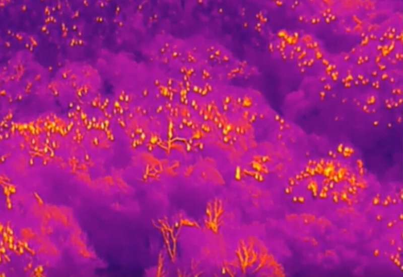 Counting flying foxes by using drones equipped with thermal cameras