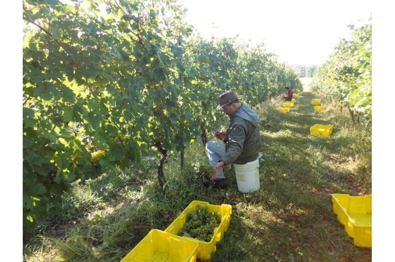 Los cultivos de cobertura hacen que los viñedos sean más sostenibles;  la estrategia puede ser una herramienta de marketing