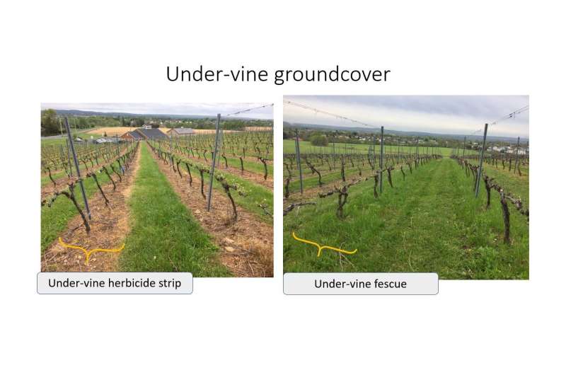 Cover crops make vineyards more sustainable; strategy can be marketing tool