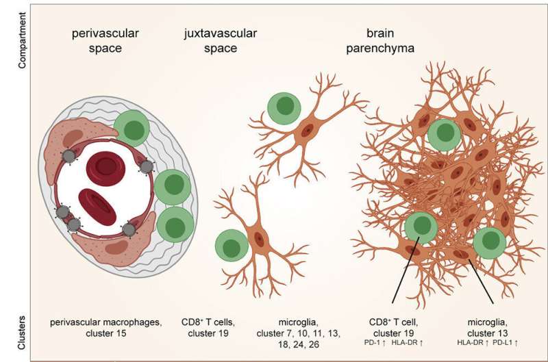 COVID-19 can cause severe inflammation in the brain