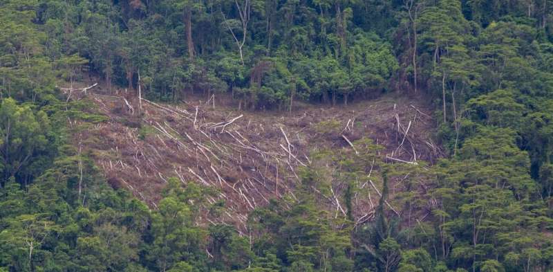 COVID-19, public ignorance and democratic decline: three forces chipping away at Indonesia's poor environmental conservation