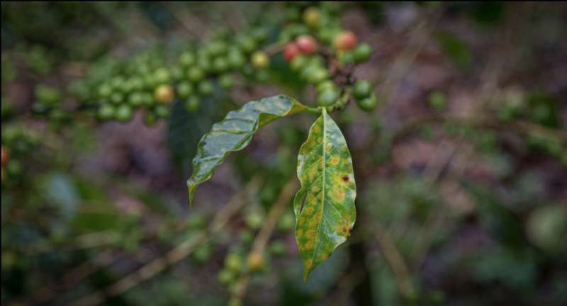 COVID-19's socio-economic fallout threatens global coffee industry