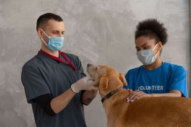 COVID vaccinations for pets still not recommended, according to veterinarian