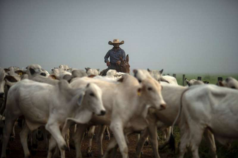 Cowboy Dionatao Euzebio, 26, leads a herd to pasture at the Marupiara farm in Tailandia, in Brazil's Para state