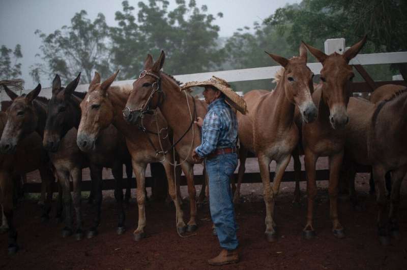 Cowboy Ricardo Trindade prepares a horse to drive cattle at a farm in Tailandia, in Brazil's Para state—part of the southeastern
