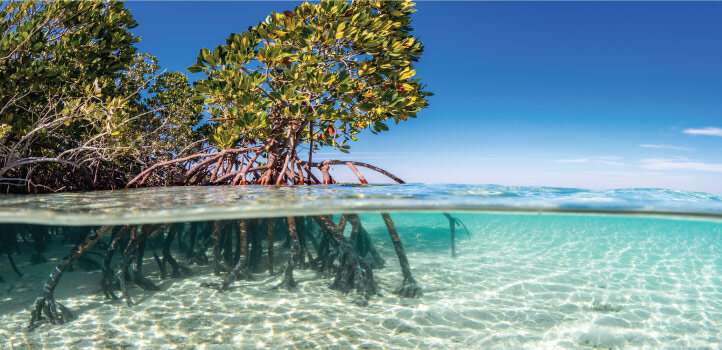Creating a lab mangrove helps to identify new bacteria