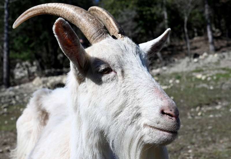 Croatia's Istrian goat population has dwindled down to a few dozen, prompting local authorities to launch a conservation program