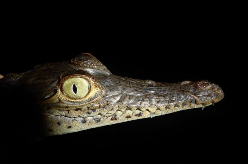 Crocodile evolution rebooted by Ice Age glaciations