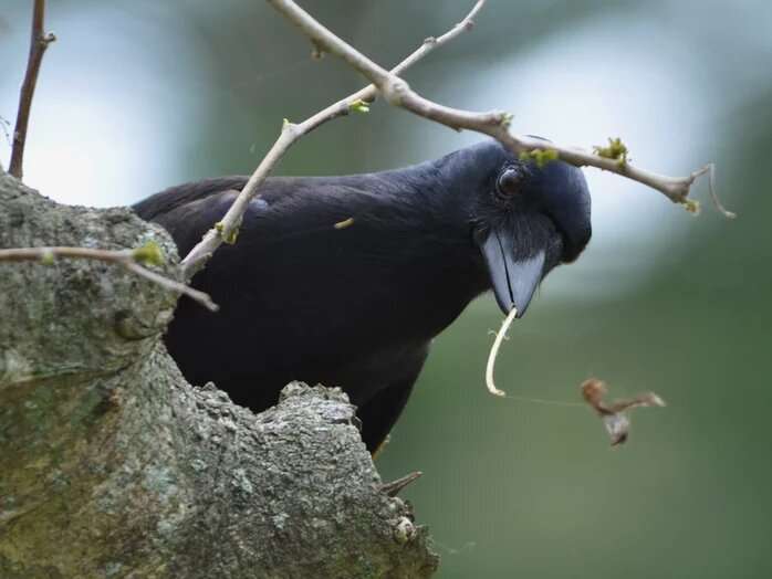 Crows keep special tools extra safe