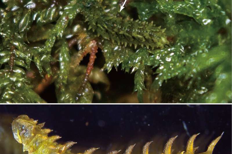 Cryptic fleshy coat aids larvae in crawling on a moss carpet