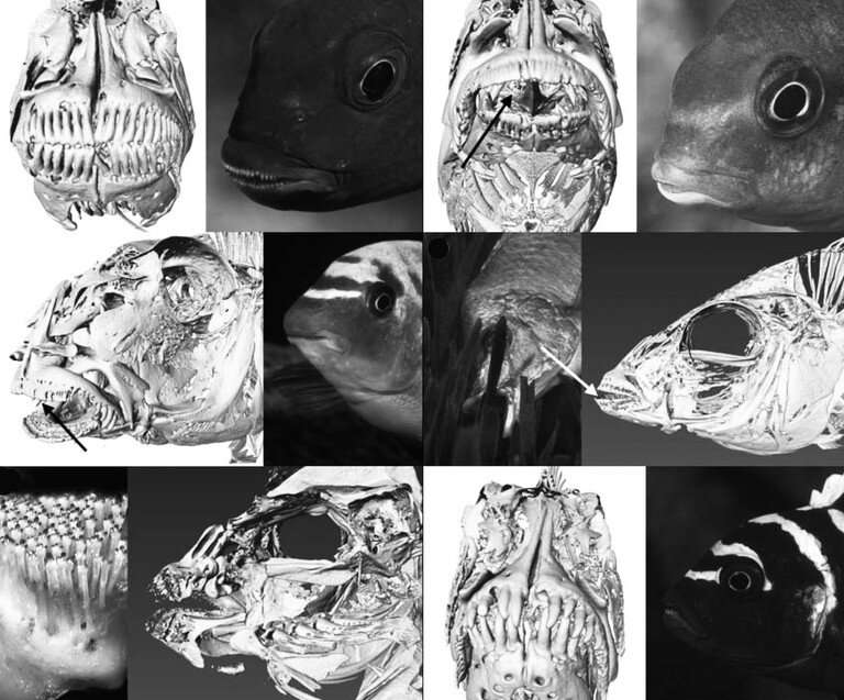 CT scans offer new view of Lake Malawi cichlid specimens in Penn State museum