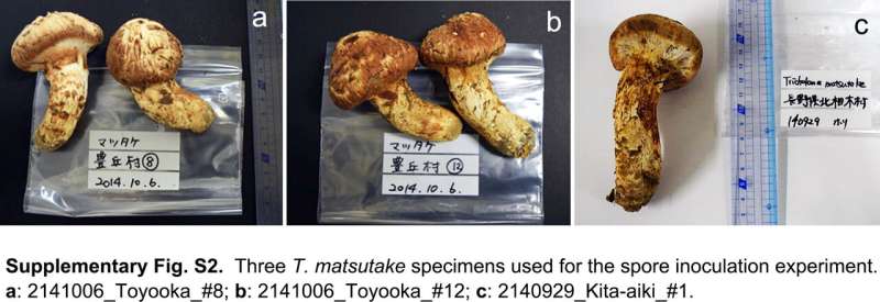 Cultivating Matsutake, valuable edible fungi