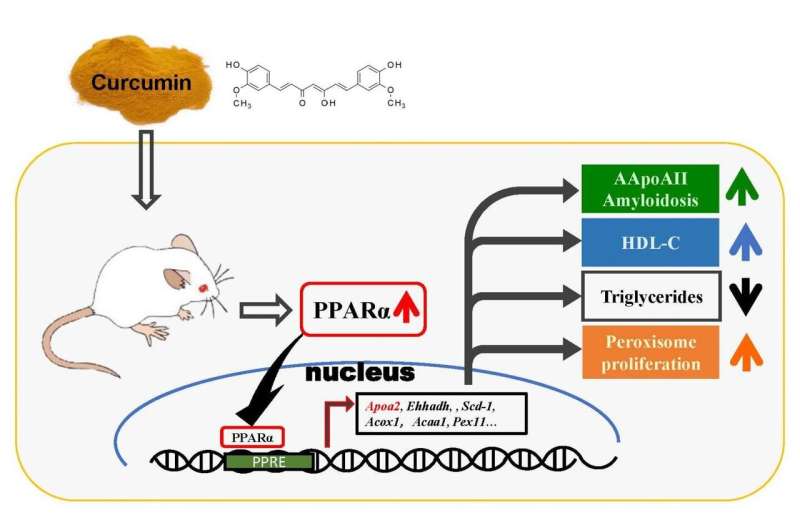 Curcumin for amyloidosis and lipid metabolism -- a novel insight