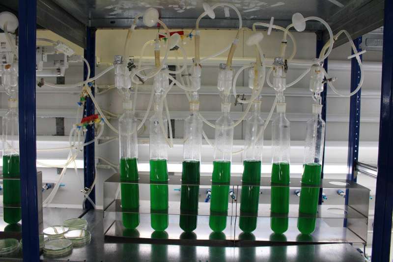 Cyanobacteria could revolutionize the plastic industry
