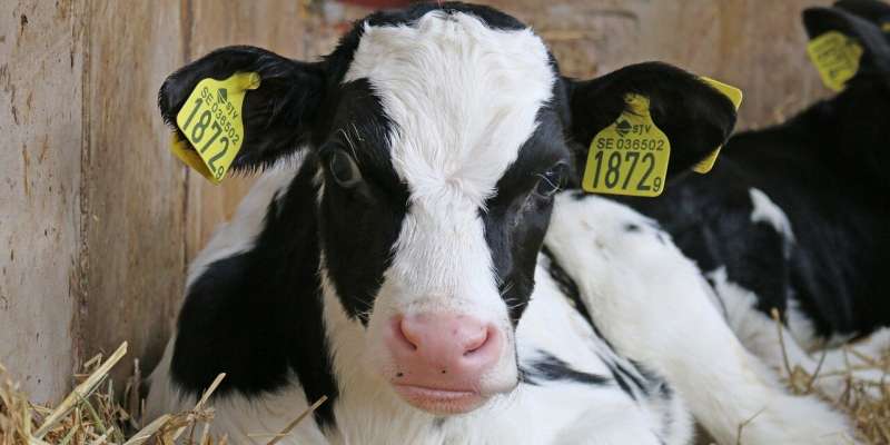 Dairy calves benefit from higher-protein starter feed, Illinois study says