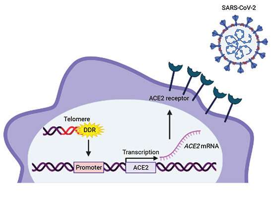 Damaged telomeres in the elderly may increase susceptibility to SARS-CoV-2