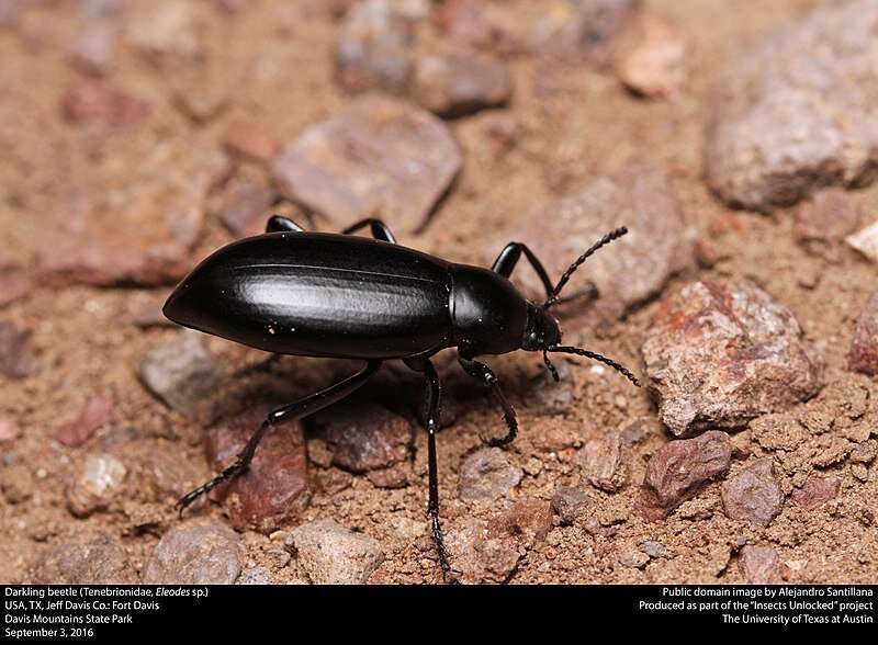 Darkling beetles have natural lubricant in 'knee' joints