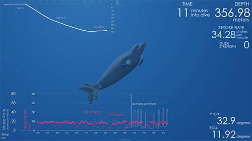 Data-driven animations of marine mammals combine biology, art, and computation