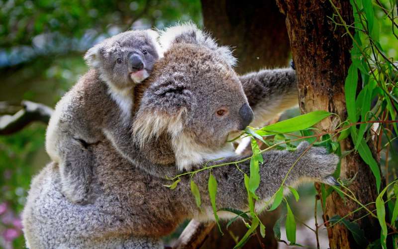 Deadly koala virus being passed to joeys from mum