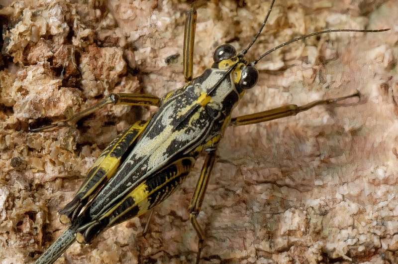 Decade-old photographs shared on social media give away a new species of pygmy grasshopper