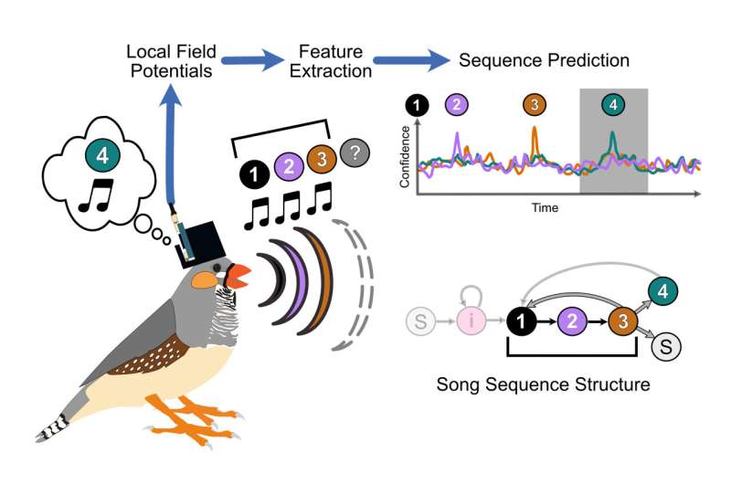 Decoding birds’ brain signals into syllables of song