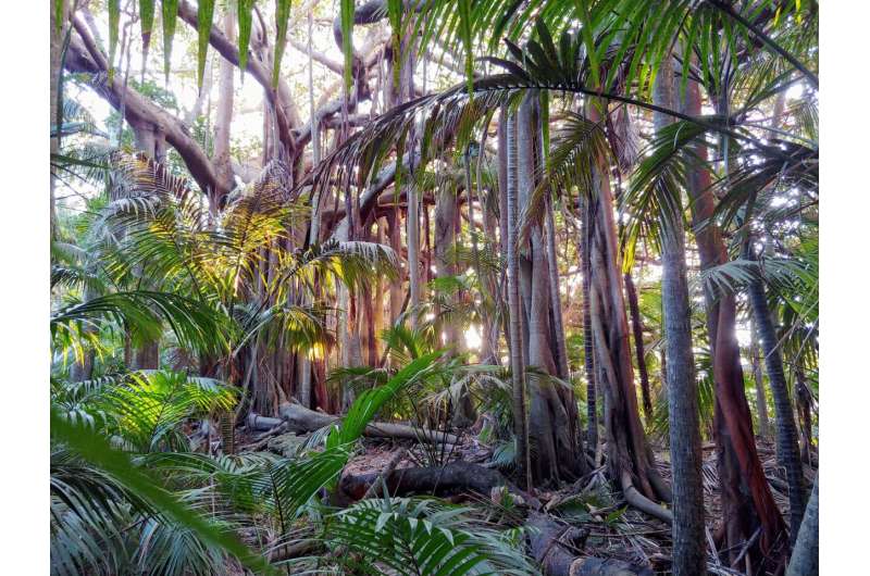 Deep roots of the ‘Anthropocene’ can be found in tropical forests