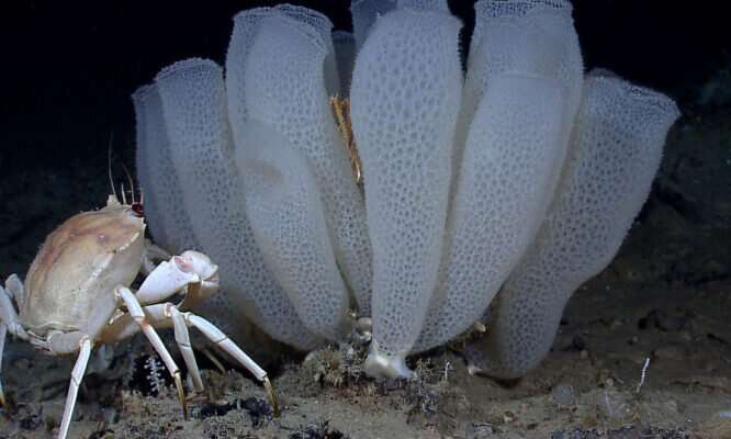 Deep-sea sponge a mechanical marvel of nature