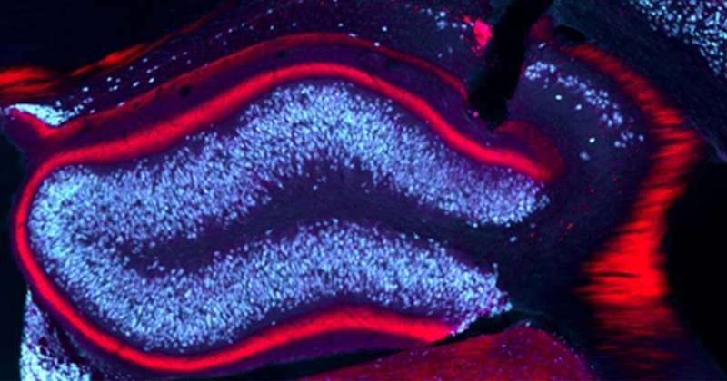 Deep brain stimulation prevents epileptic seizures in mouse model