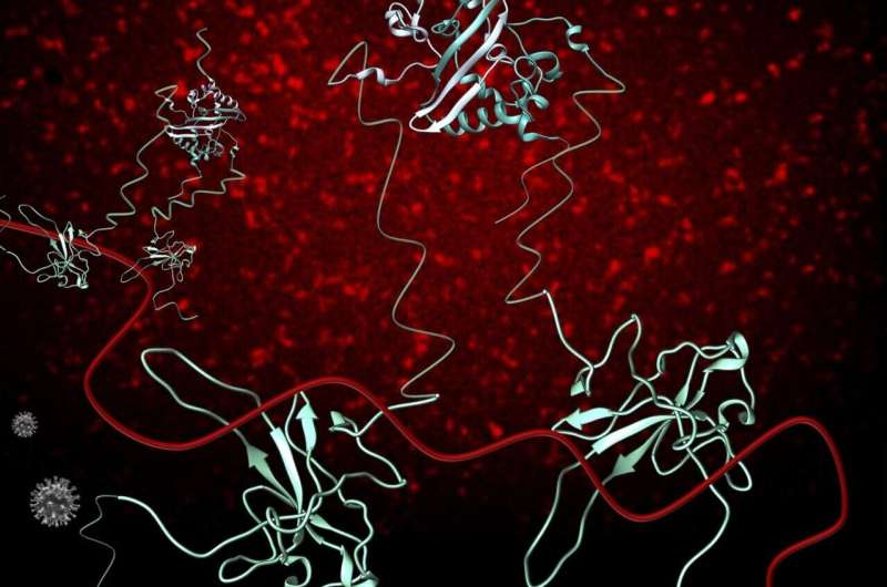 Deep dive into key COVID-19 protein is a step toward new drugs, vaccines