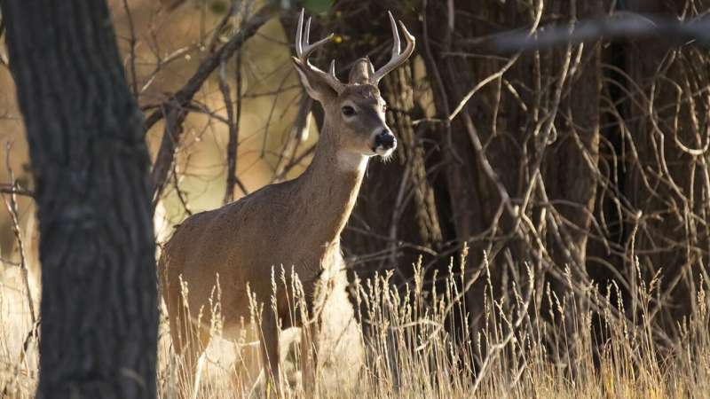 Deer can catch COVID—here’s what hunters should know.