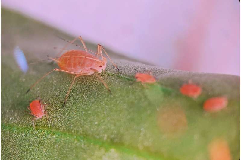Defense mechanisms in aphids can become a double-edged sword, sharpened by the seasons