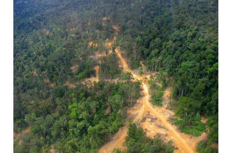 Deforestation can raise local temperatures by up to 4.5 degrees Celsius — and heat untouched areas 6 km away