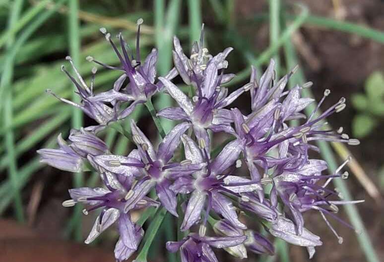 Delicious discoveries: Scientists just described a new onion species from the Himalaya