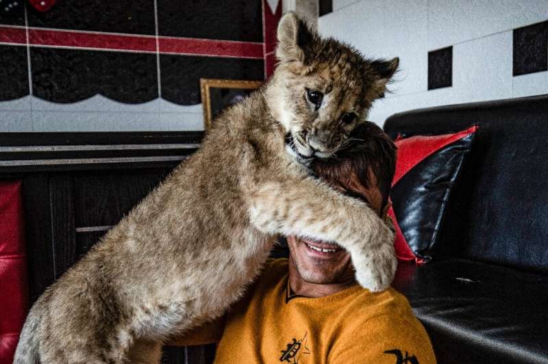 Demand in the Gulf States is driving a brisk illegal trade in cheetah and lion cubs