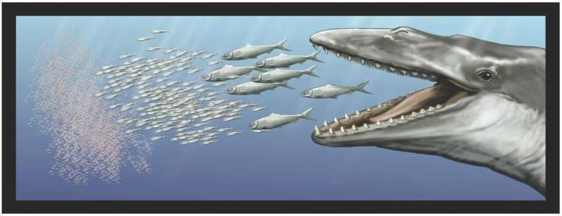 Dental crowding: Ancient baleen whales had a mouth full