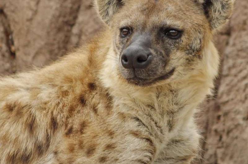 Denver Zoo reports world's first coronavirus cases in hyenas