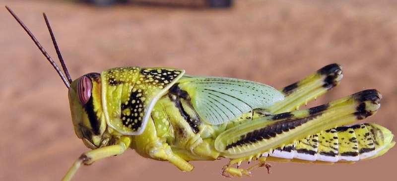 Desert locusts remain a serious threat to Pakistan