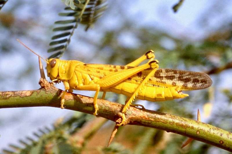 Desert locusts remain a serious threat to Pakistan