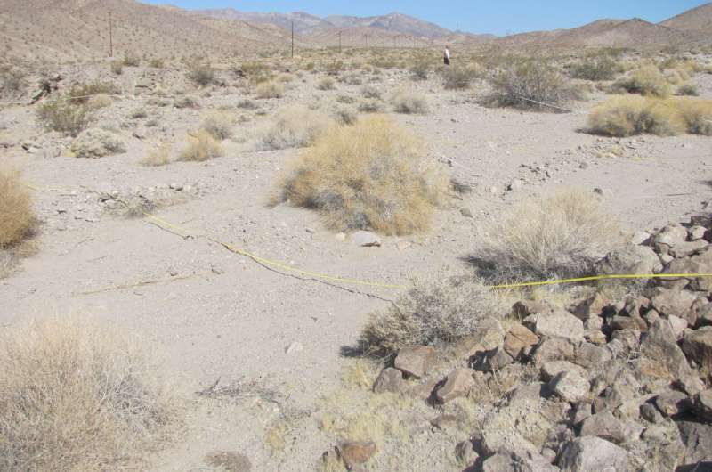 Desert shrubs cranked up water use efficiency to survive a megadrought. It may not be enough.