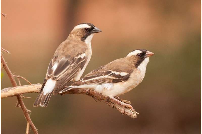 Desert teamwork explains global pattern of co-operation in birds