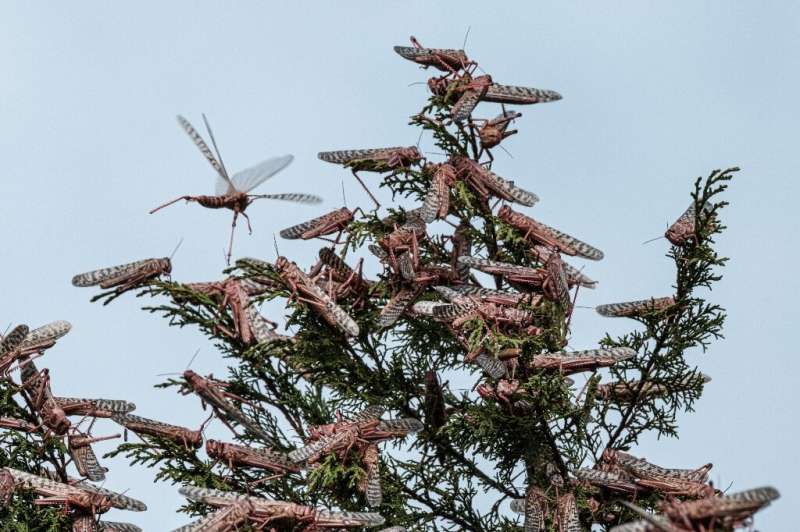 Desert locusts cover the tree tops in Meru, Kenya. The insects are pink in this early stage of development - and at their most v