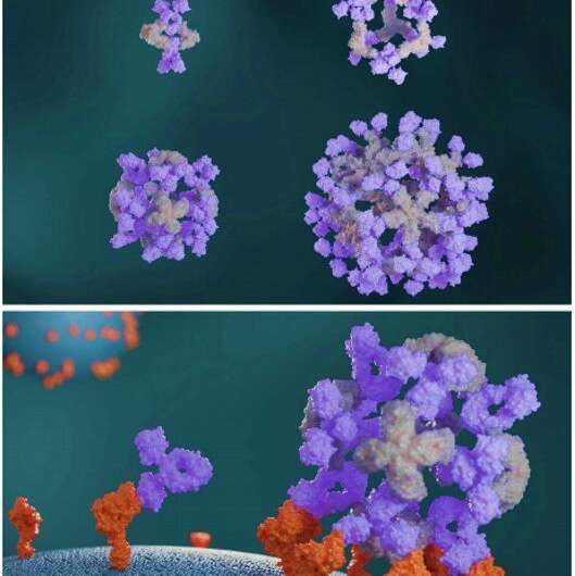 Designed proteins assemble antibodies into modular nanocages.