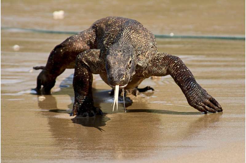 Development and conservation clash at Komodo National Park
